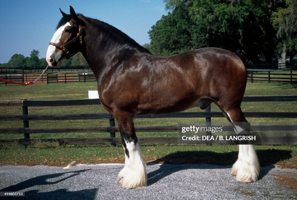 Image 1 - Clydesdale A